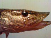 DSC01064.JPG