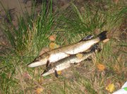 IMG_0418.jpg