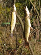 IMG_0459.jpg