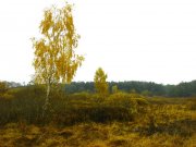 IMG_5180-копия.jpg