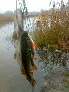28102009884.jpg