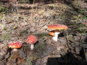IMG_7848_1.JPG