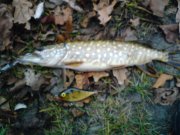 DSC00865.JPG