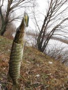 IMG_0771.jpg