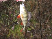 IMG_9237_1.JPG