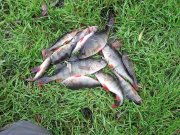 IMG_9252_1.JPG
