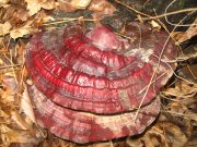 IMG_2650.JPG