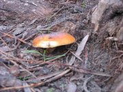 IMG_9292_1.JPG