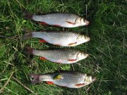 IMG_0664.jpg