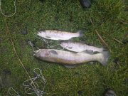 DSC00148.JPG