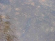IMG_9323_1.JPG