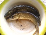 DSC02993.JPG