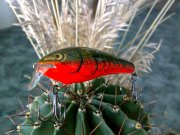 Rapala Fat Rap 3.jpg