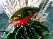 Rapala Fat Rap 4.jpg