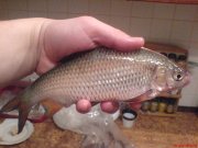 DSC01030.JPG