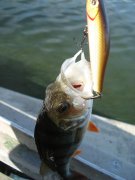 DSC04678.jpg