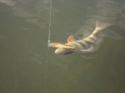 DSC04871.jpg