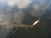 DSC04885.jpg