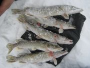 IMG_2415.jpg