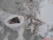 загальний улов.JPG