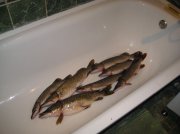 IMG_0542.jpg
