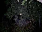 Spider.jpg