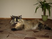 DSC08850.JPG