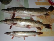 DSCN0270.jpg