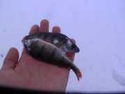 PIC_0944.JPG