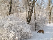 IMG_3480.jpg