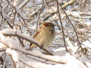 IMG_3534.jpg