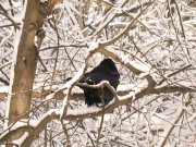 IMG_3536.jpg