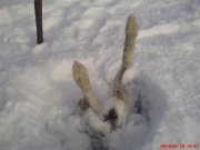 камикадзе.JPG