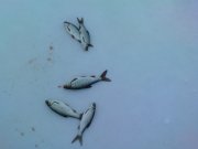 DSC02194.JPG