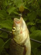 DSC00005.jpg