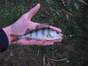 IMG_0461.jpg