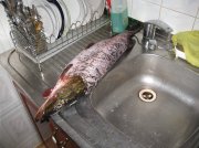 IMG_0572.jpg