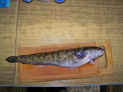 100_2429.jpg