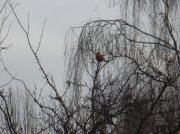 Изображение 010.jpg