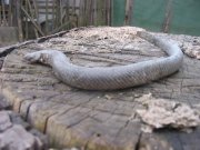 IMG_5145.jpg