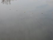 IMG_8557.JPG