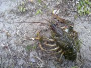 10042010049н.JPG