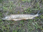 10042010051н.JPG