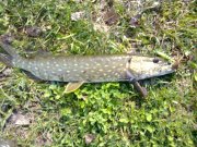 14042010053н.JPG