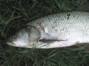 DSC00566.JPG
