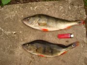 DSC08998.JPG
