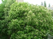 DSC04022.JPG