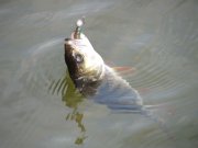 IMG_0874.JPG