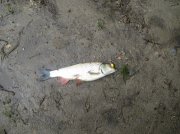 IMG_1705.jpg