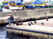 fun_catsFishing.jpg